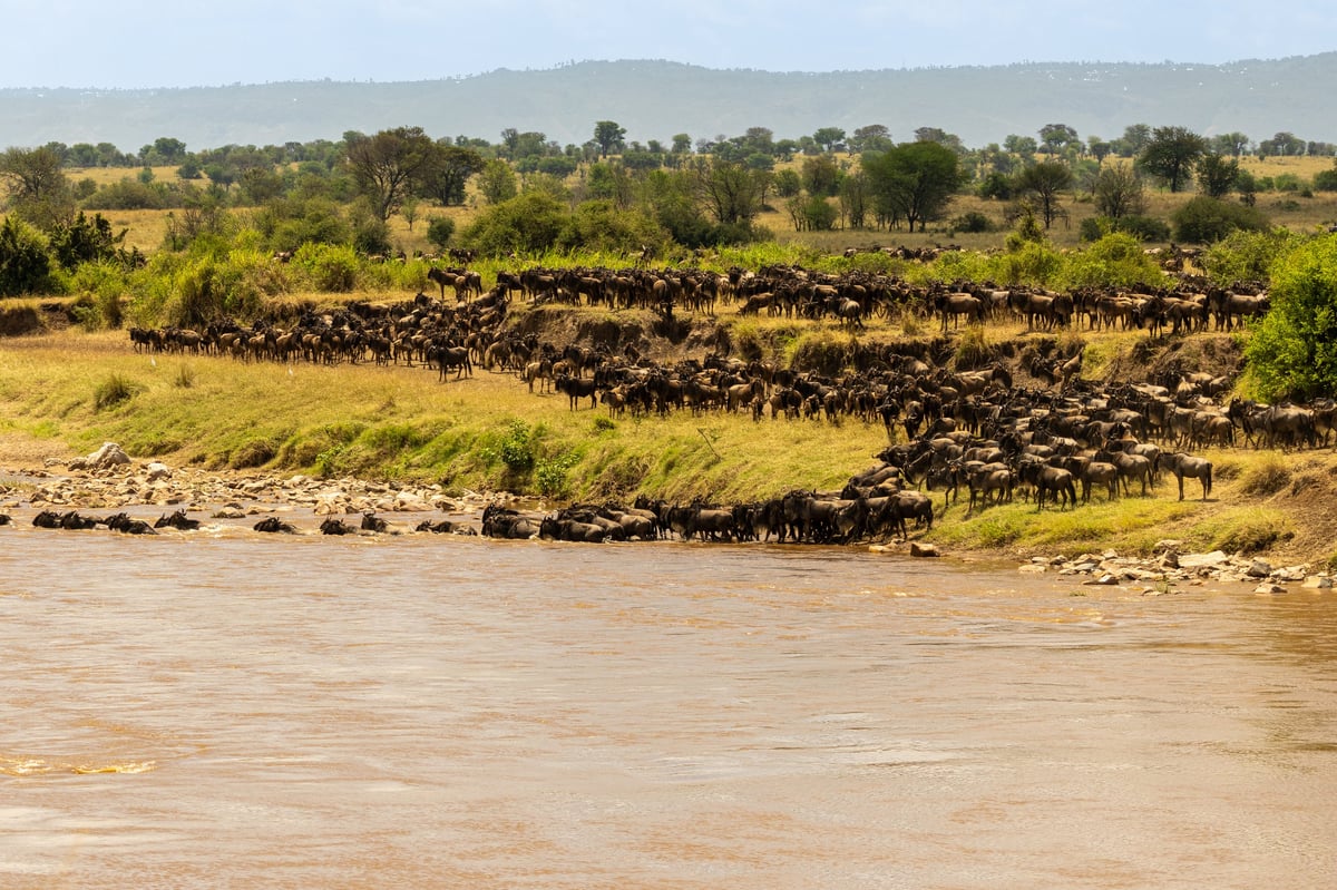 Blue wildebeest herd plunging into the Mara River during the Great Migration river crossing in the Serengeti.