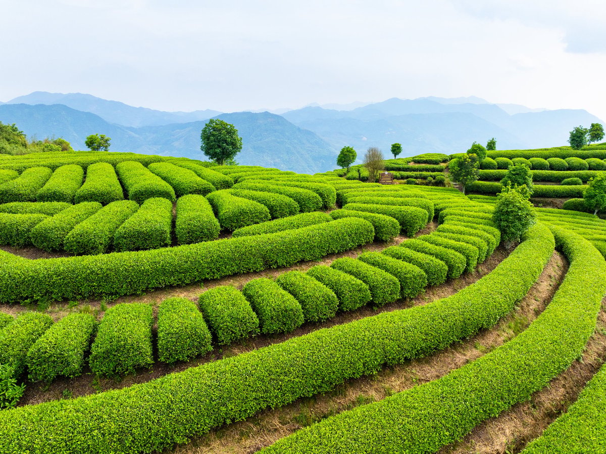 Lush tea terraces nestle within misty green mountains in Sri Lanka's hill country.