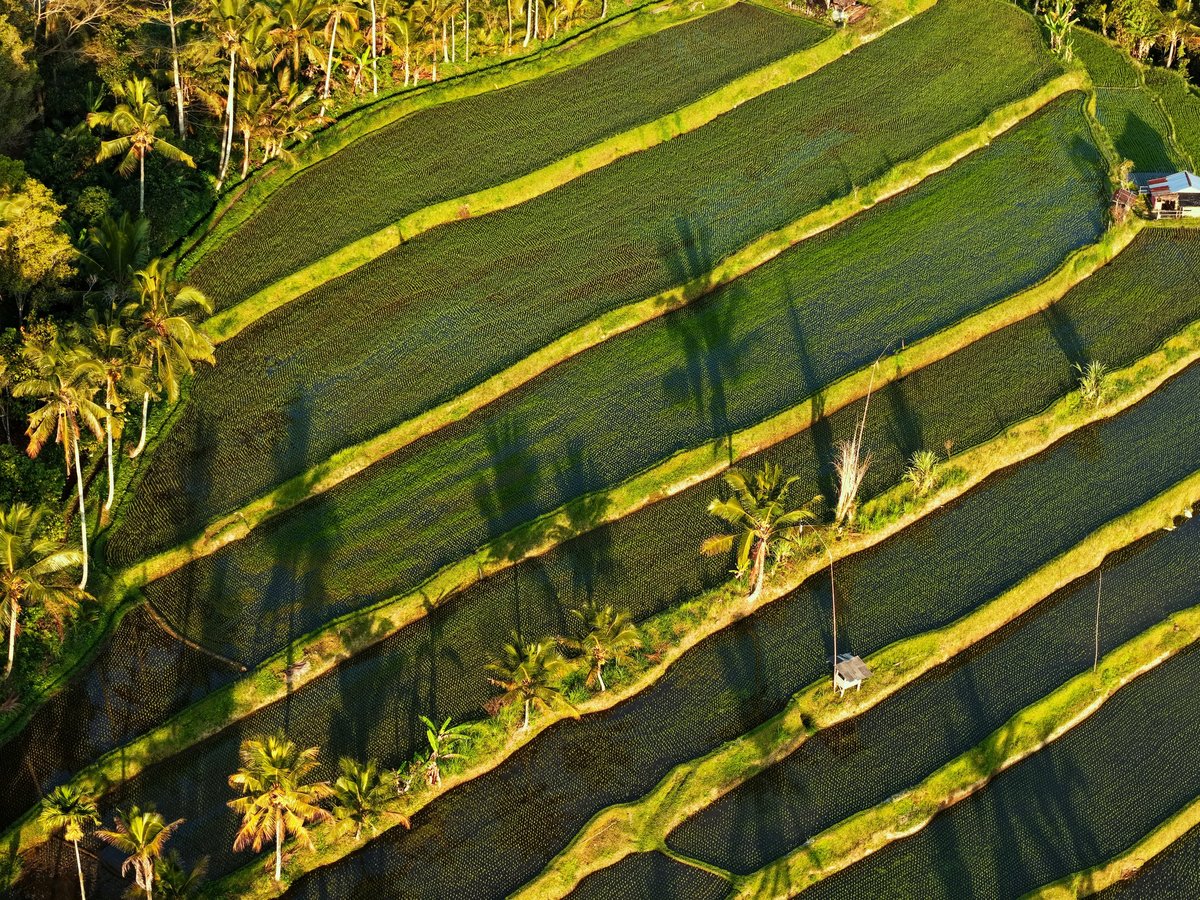 Terraced rice paddies in Bali, Indonesia, with palm shadows across the flooded fields.